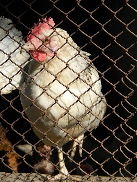 在国际视频 在国际视频